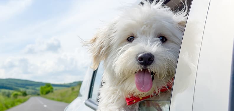 pet-taxis-in-sheffield-fully-air-conditioned-and-safe-woof-and-tumble